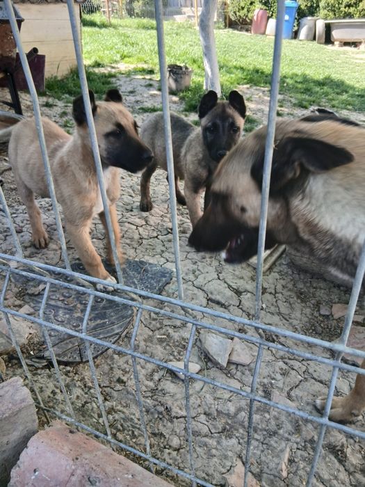 Donez Ciobanesc belgian malinois