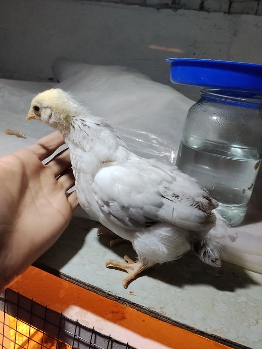 Adler toza zot rassiya liniya sotiladi