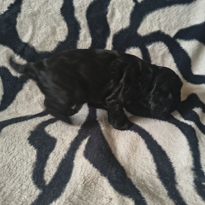 Майте животни @@@@