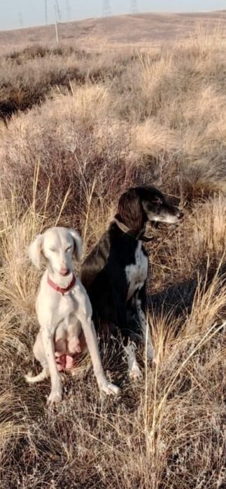 Тазы сатылады күшіктері де бар 1 айдан кеткен.