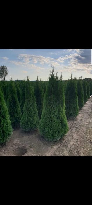 Gazon rulou și sistem de irigații