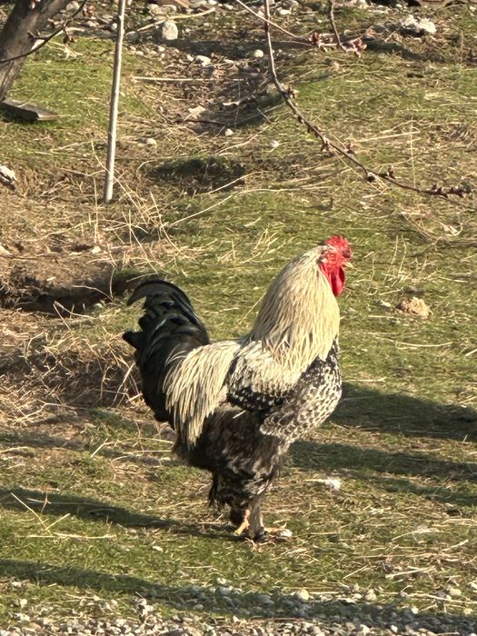 Петух әтеш қораз