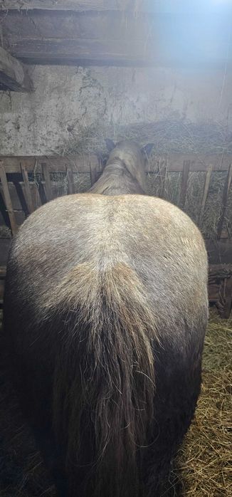 Vand iapa de 4 ani jumate, gestanta de 9 luni