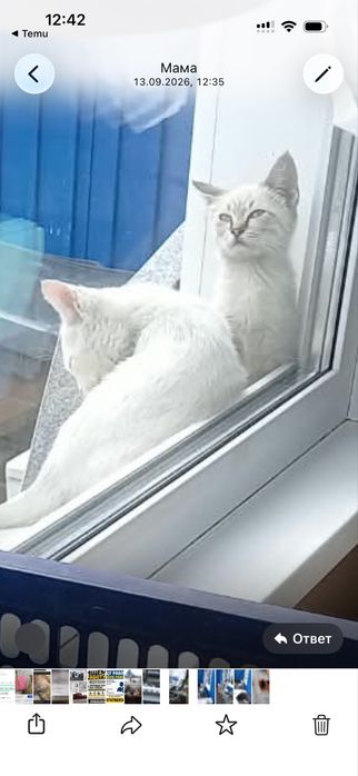 Отдам в добрые руки котят