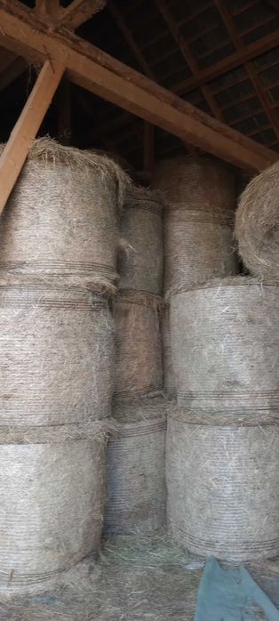 Baloti fan si lucerna