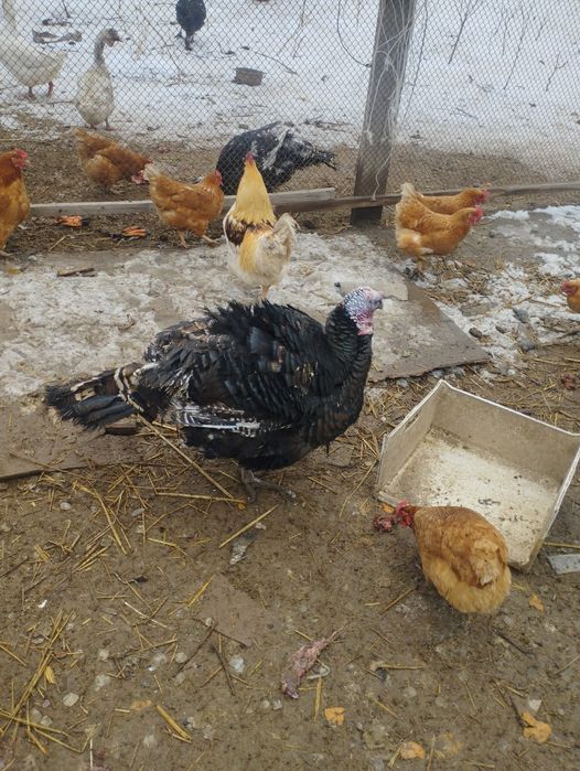 Индюк сатылады бронзы