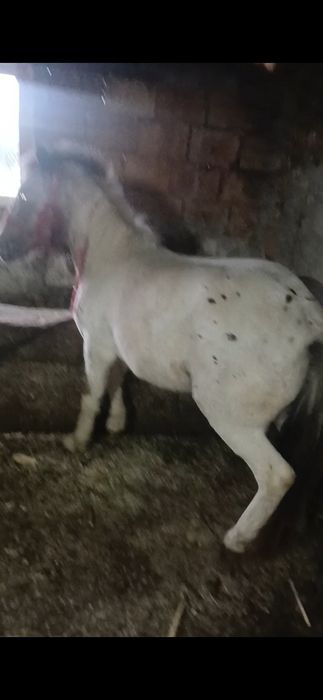 Vand ponei de 4 ani