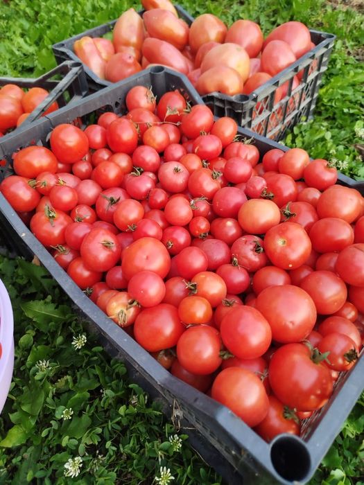 Продам домашние помидоры