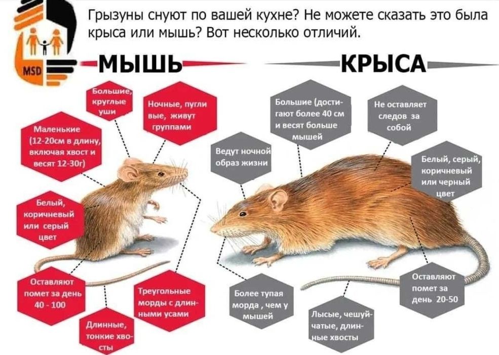 Уничтожение Дезинфекция