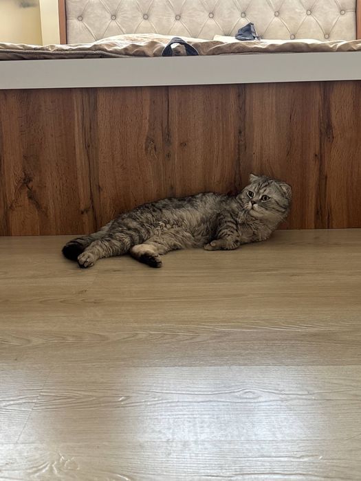 Няня для кошек с выездом на дом. Уход за котиком без стресса