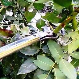 Ландшафт ишлари ва бутали гулзорлар учун секатор.