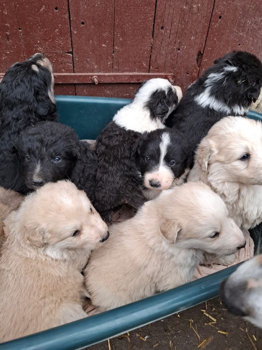 Căței de talie mare