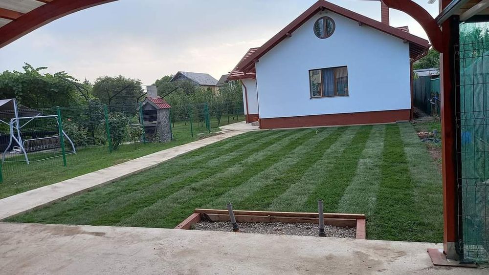 Rulouri de gazon Plante ornamentale