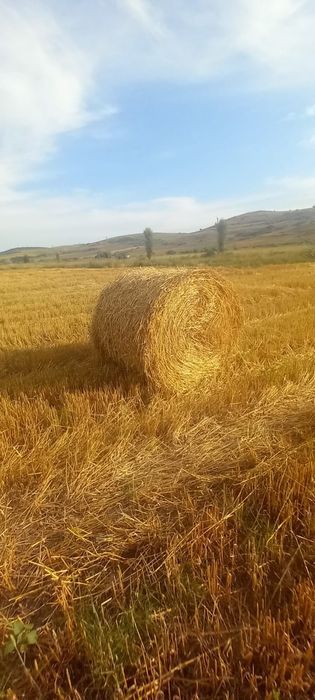 Vand baloți de paie