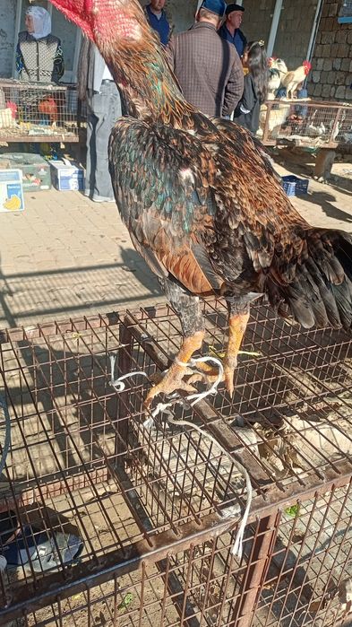 Xoʻroz dakan sotiladi