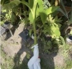 Бананова палма/банан/