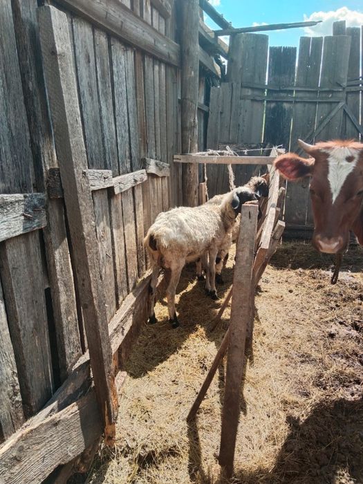 продам бычков и телочку