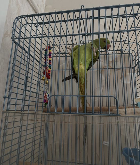 Продам попугая ожереловый