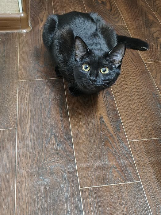 Чёрная кошечка ищет ведьму)