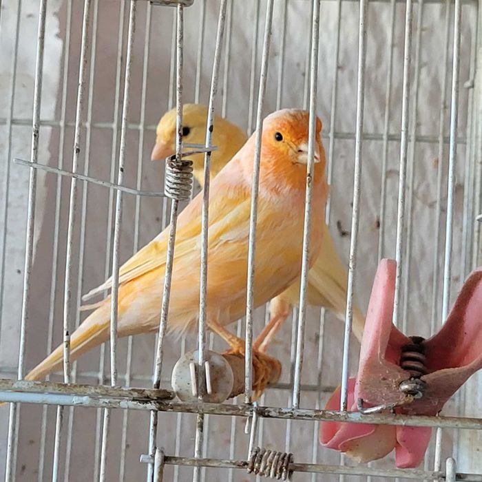 Canari de culoare si cantec