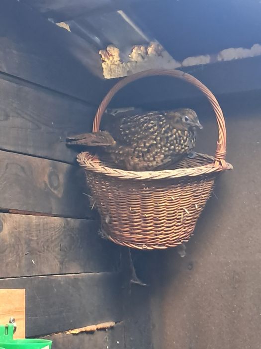 Tragopan Temnik pereche