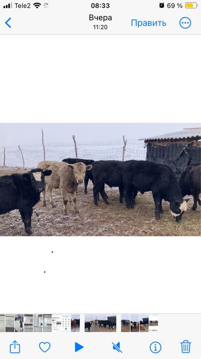 Подсостар сатылад Ангус