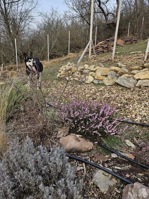 Куче за осиновяване