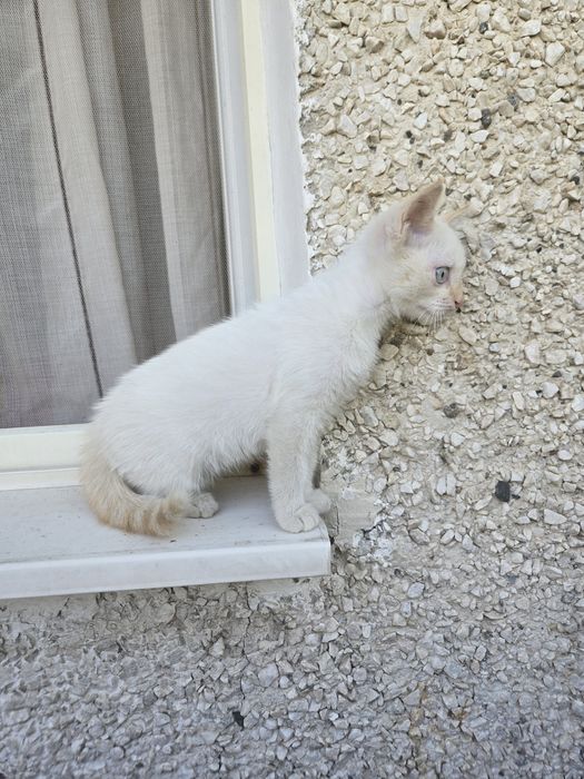 Белый котик ищет дом