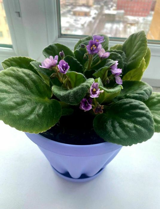 Продам посуду и цветы комнатные