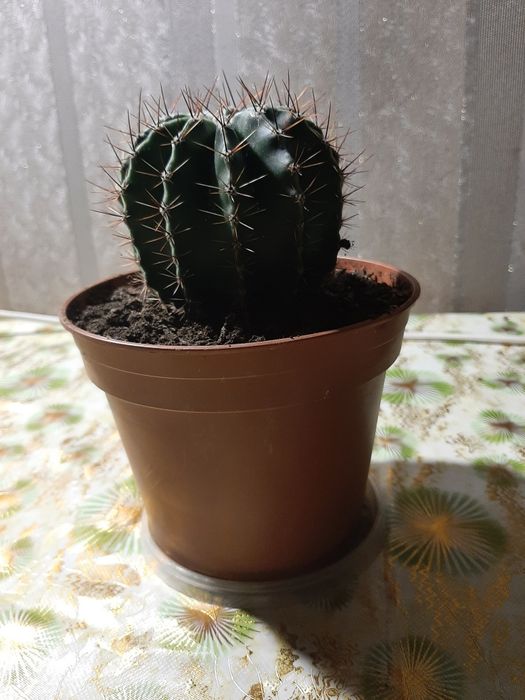 Продам кактус  10см