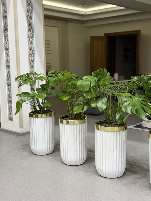 Живые растения в горшках для офиса ресторана и дома