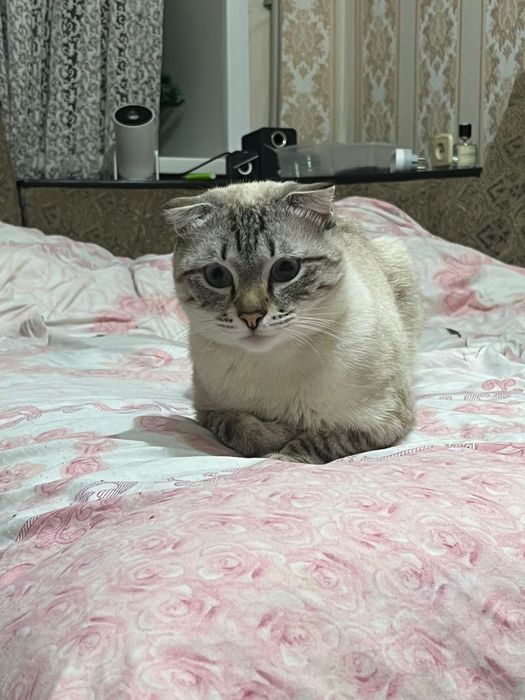 Шотландский вислаухий кот