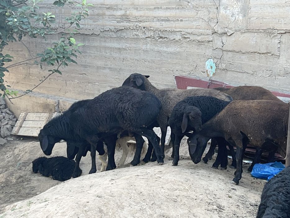 Qurbonlikga xonadonda boqilgan qo’ylar sotiladi