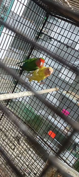 Nerazushka tayyor par