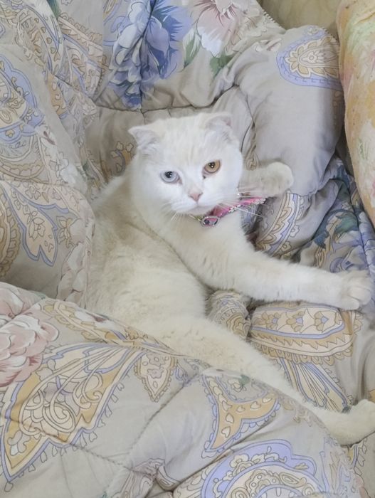 Шотландский скоттиш фолд