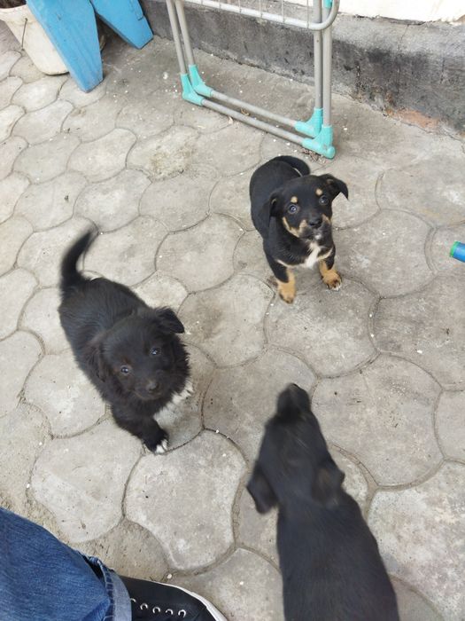 Щенки 4 девочки, 3 мальчика