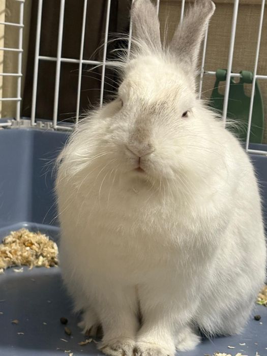 Vând iepuras de casa, vârsta 1 an.