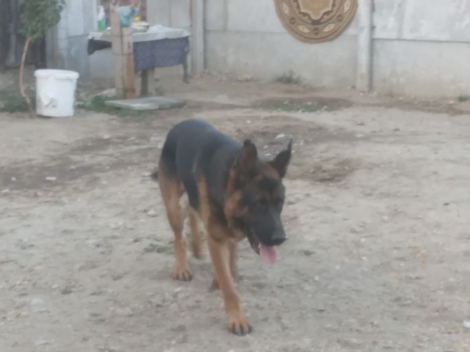 Pui ciobănesc german