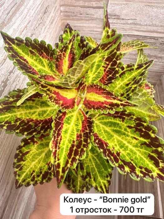 Отростки колеусов