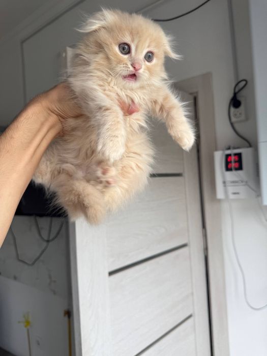 Шотландские кошки продам срочно дёшево