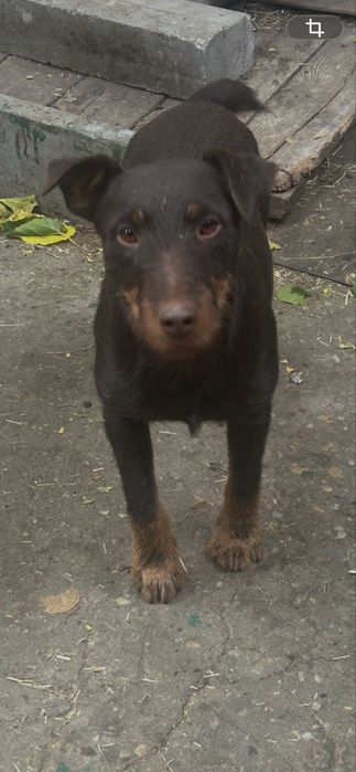 Vând jagdterrier femellă 2 ani