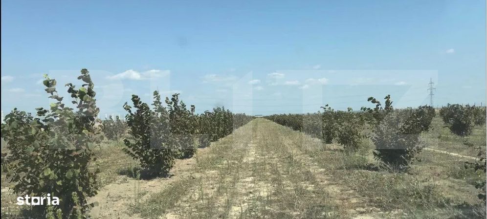 Afacere agricola – plantatie de alun pe rod, 11 ha, utilaje si infra