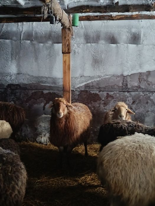 Жас кой сатылады !