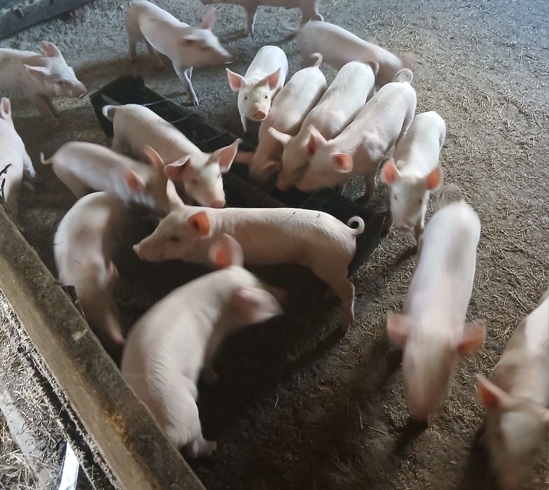 Продам поросят 1 месяц