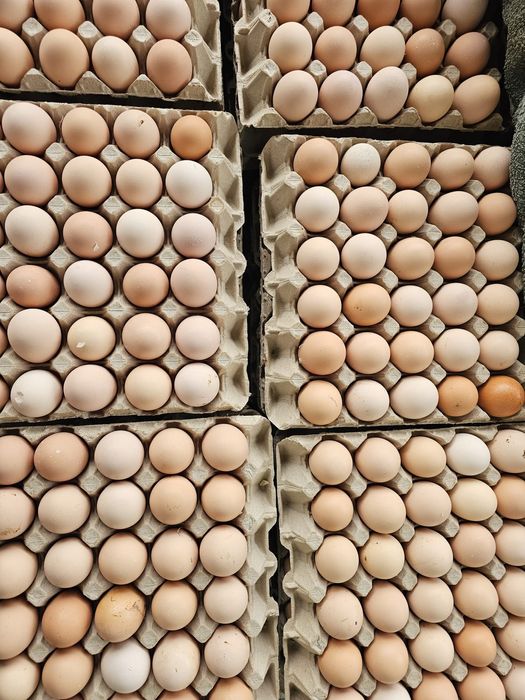 Ouă de găină proaspete