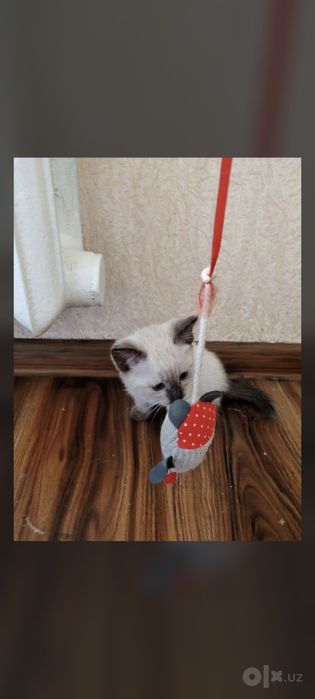 Сиамские котята чистокровные