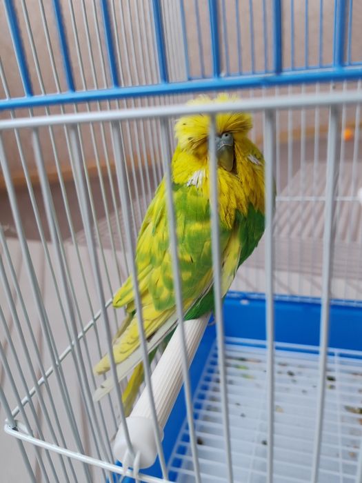 Королеский попугай и хомяк