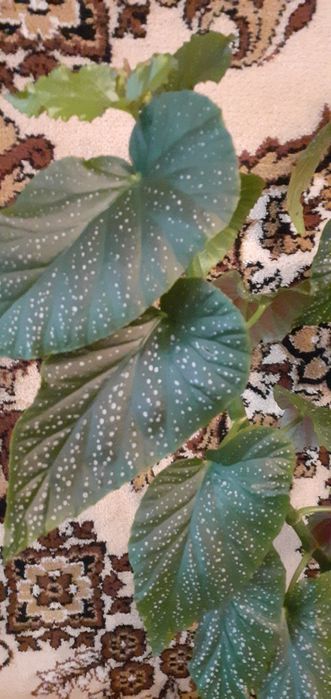 Комнатные цветы от 1500 тг