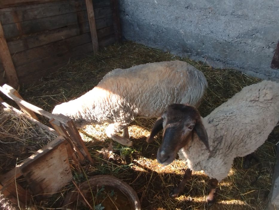 Бараны егненок б