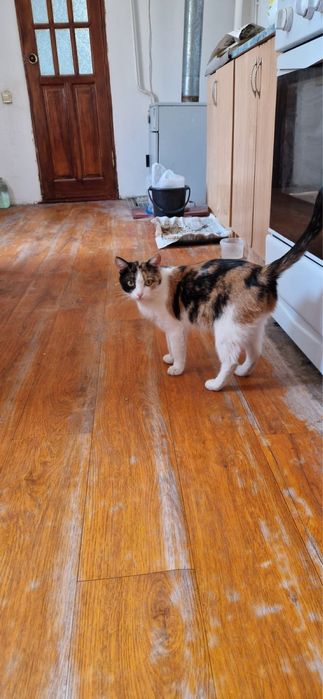 Отдам стерилизованную кошку